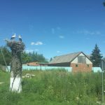 Störche in Ostpreußen