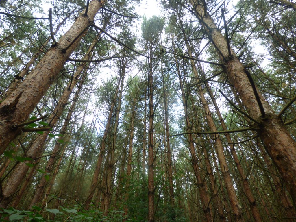 Waldbaden, Kräuterwandern und Transformationserfahrungen bietet der Feensteig!