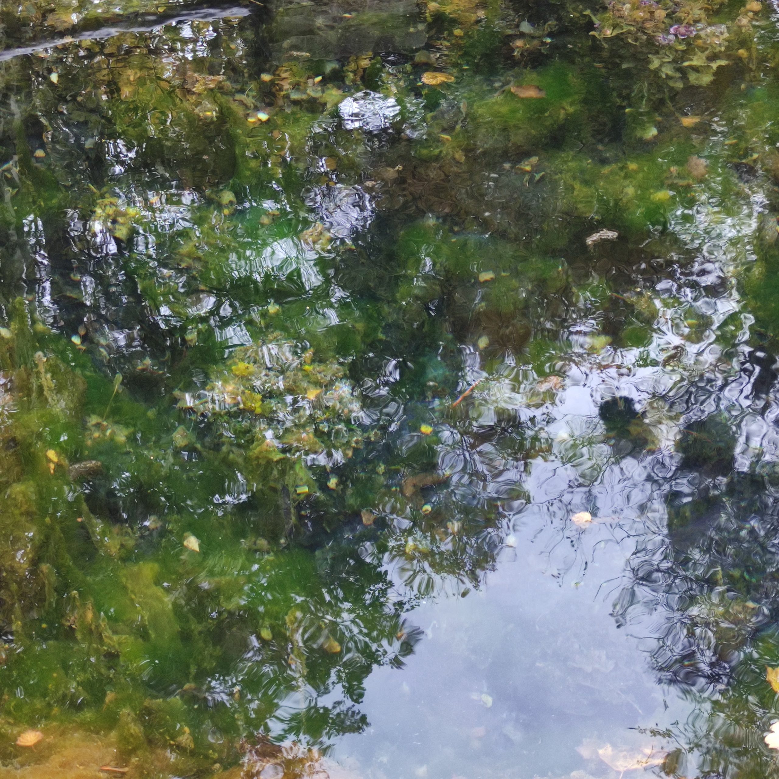 Herbstliche Waldimpressionen am Benther Berg und in Bad Nenndorf