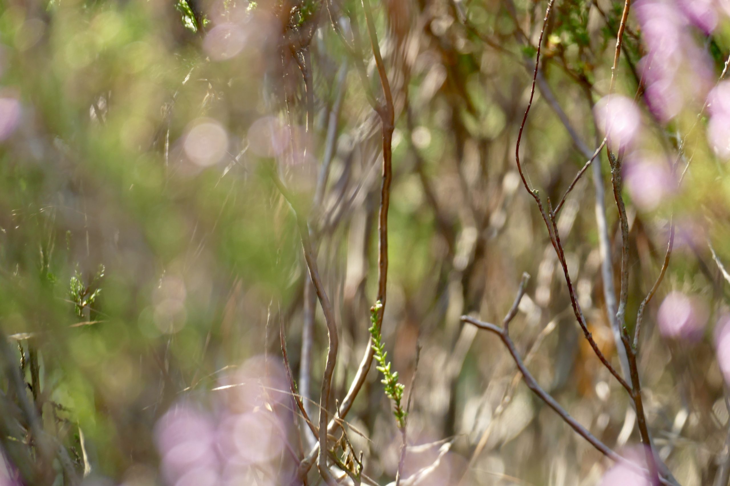 Barfuß durch die Lüneburger Heide